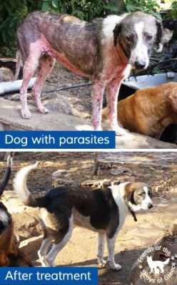 Bravecto-Pascala-treatment Greek dog