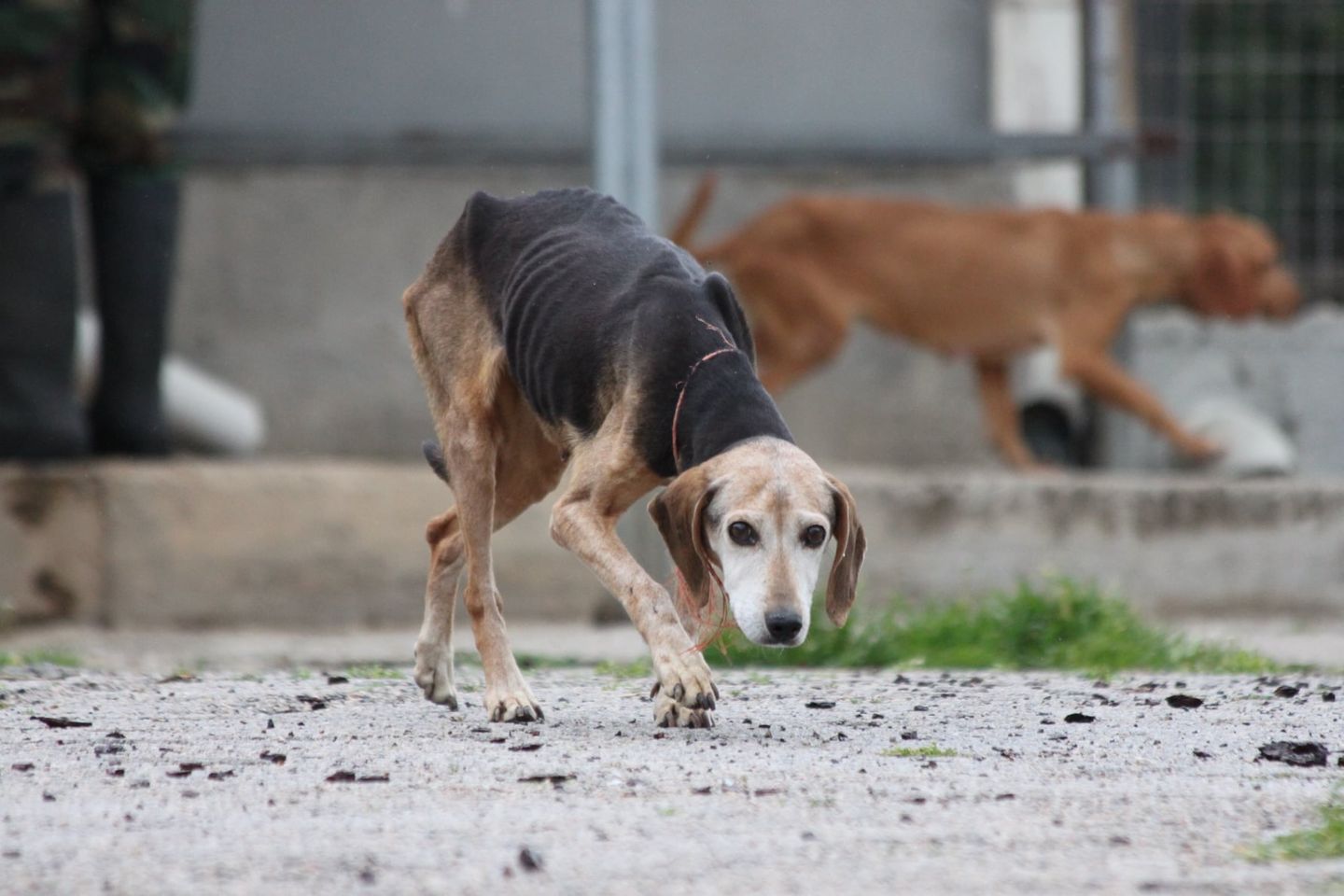 CRISIS IN GREECE FEBRUARY 2022 - Friends of the Strays of Greece CRISIS IN GREECE FEBRUARY 2022 - Friends of the Strays of Greece