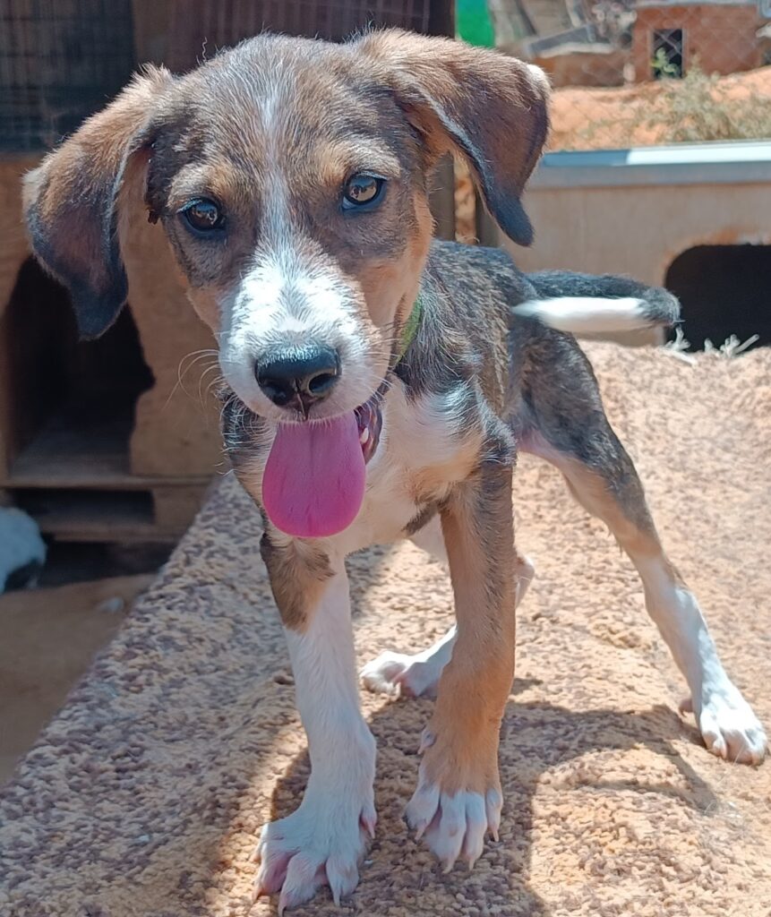 Zorba pup - Friends of the Strays of Greece