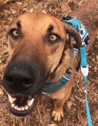 rehomed Greek stray dog