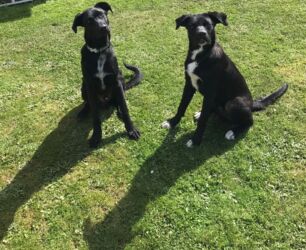 2 rehomed stray dogs
