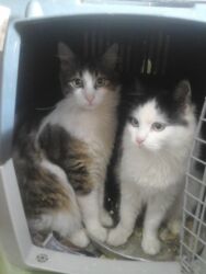 rehomed Greek stray cats