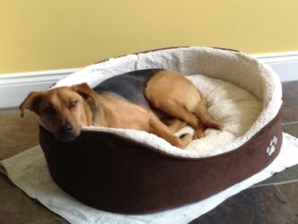 rescued stray dog