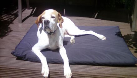 Dimi rehomed stray Greek dog