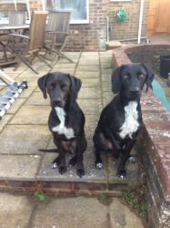 rehomed Greek stray dogs