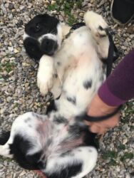 happy Greek dog rehomed