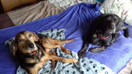 rehomed Greek strays