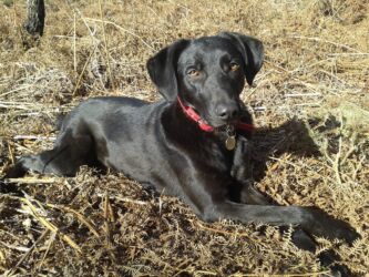 Kiros adopted stray Greek dog