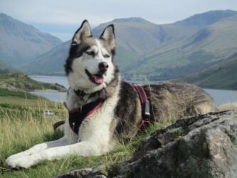 Louisa adopted stray Greek dog