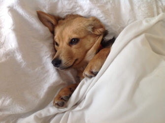 Mitzi adopted stray Greek dog