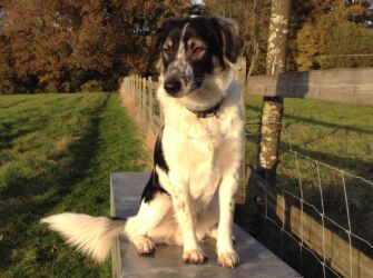Morse adopted stray Greek dog