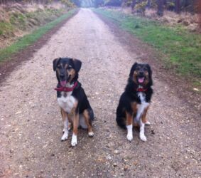 Pasha and Sabrina adopted stray Greek dogs