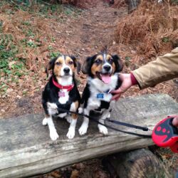 Penny and Piccolo adopted stray Greek dogs