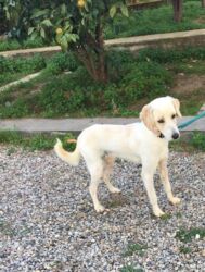 rehomed Greek stray dog