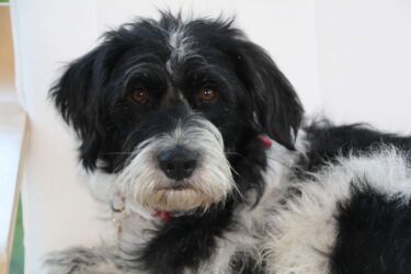 Ruby adopted stray Greek dog