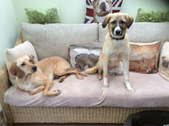rehomed Greek stray dogs