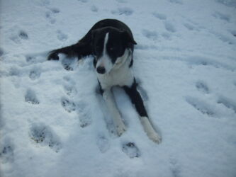 rehomed Greek stray dog