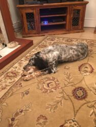 rehomed Greek stray dog