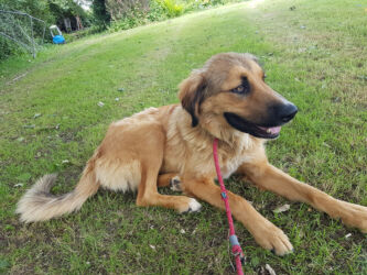 Zamira rehomed stray Greek dog