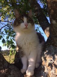 Pericles