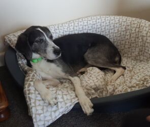 smokey happy rehomed Greek dog