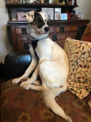 rehomed Greek stray dog