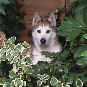 Silver the Husky, our first Greekie